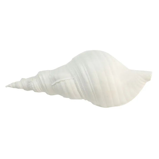 White Sea Snail Shell
