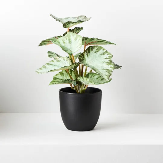 Begonia in Pot - Green 25cm