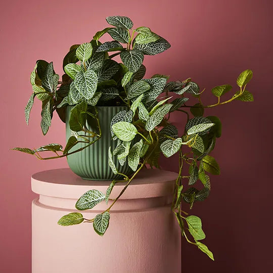 Fittonia Hanging Bush in Pot - Green 52cm