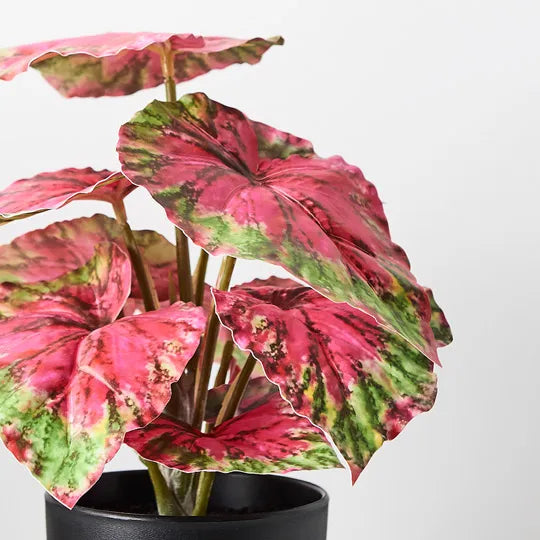 Begonia in Pot - Red & Green 25cm