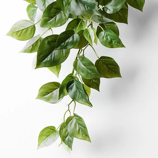 Philodendron in Pot - Green 70cm