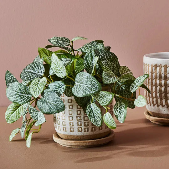 Fittonia Hanging Bush in Pot - Green 30cm