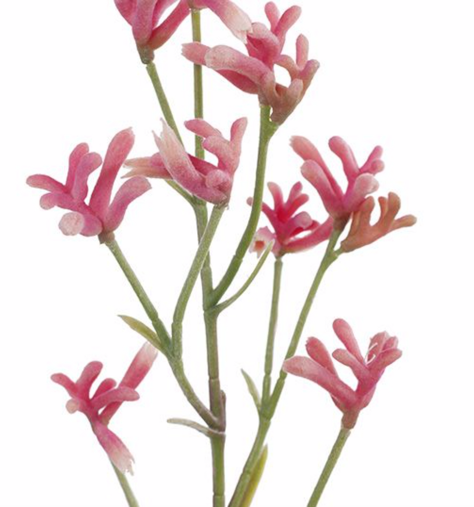 Kangaroo Paw - Pink 71cm