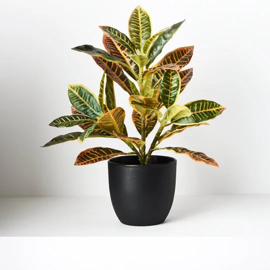 Croton in Pot - Green Red 26cm