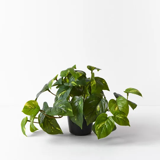Pothos in Pot - Variegated 19cm