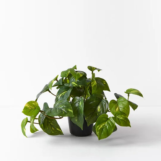 Pothos in Pot - Variegated 19cm