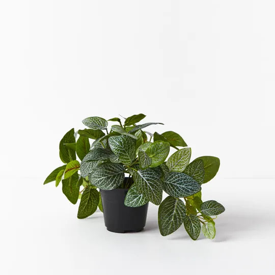 Fittonia Hanging Bush in Pot - Green 30cm