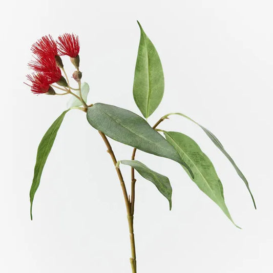 Flowering Eucalyptus - Red 53cm