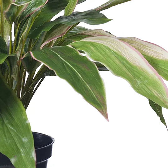 Cordyline Plant - Green & Pink 40cm