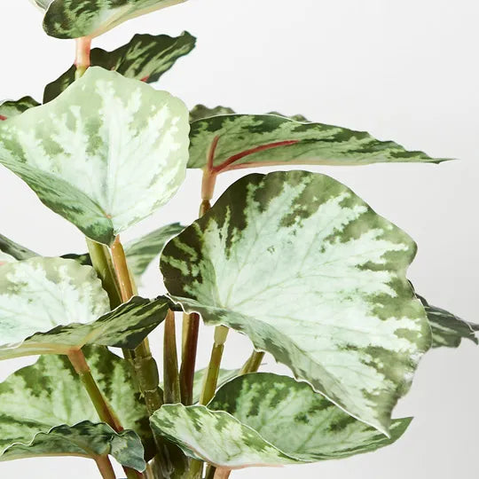 Begonia in Pot - Green 25cm