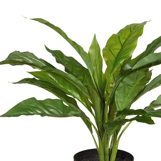 Spathiphyllum in Pot - Green 45cm