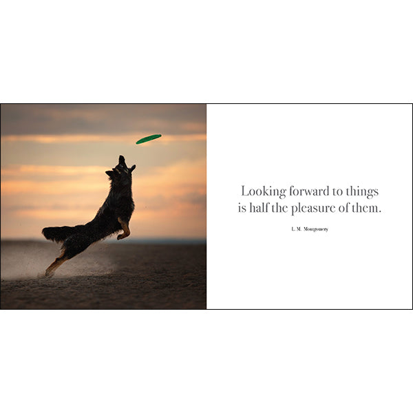 Flying Dogs - Inspirational Book