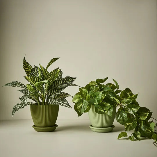 Pothos in Pot - Variegated 70cm