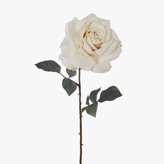 Rose Madonna - Cream 67cm