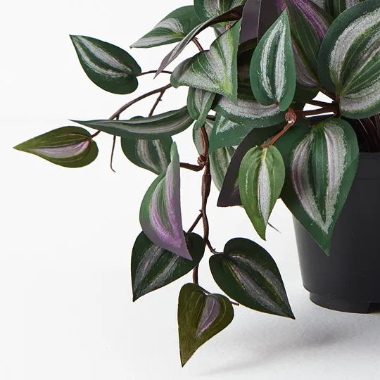 Wandering Jew Hanging Bush in Pot - Dark Green 30cm